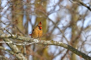 Morning Light Female Cardinal